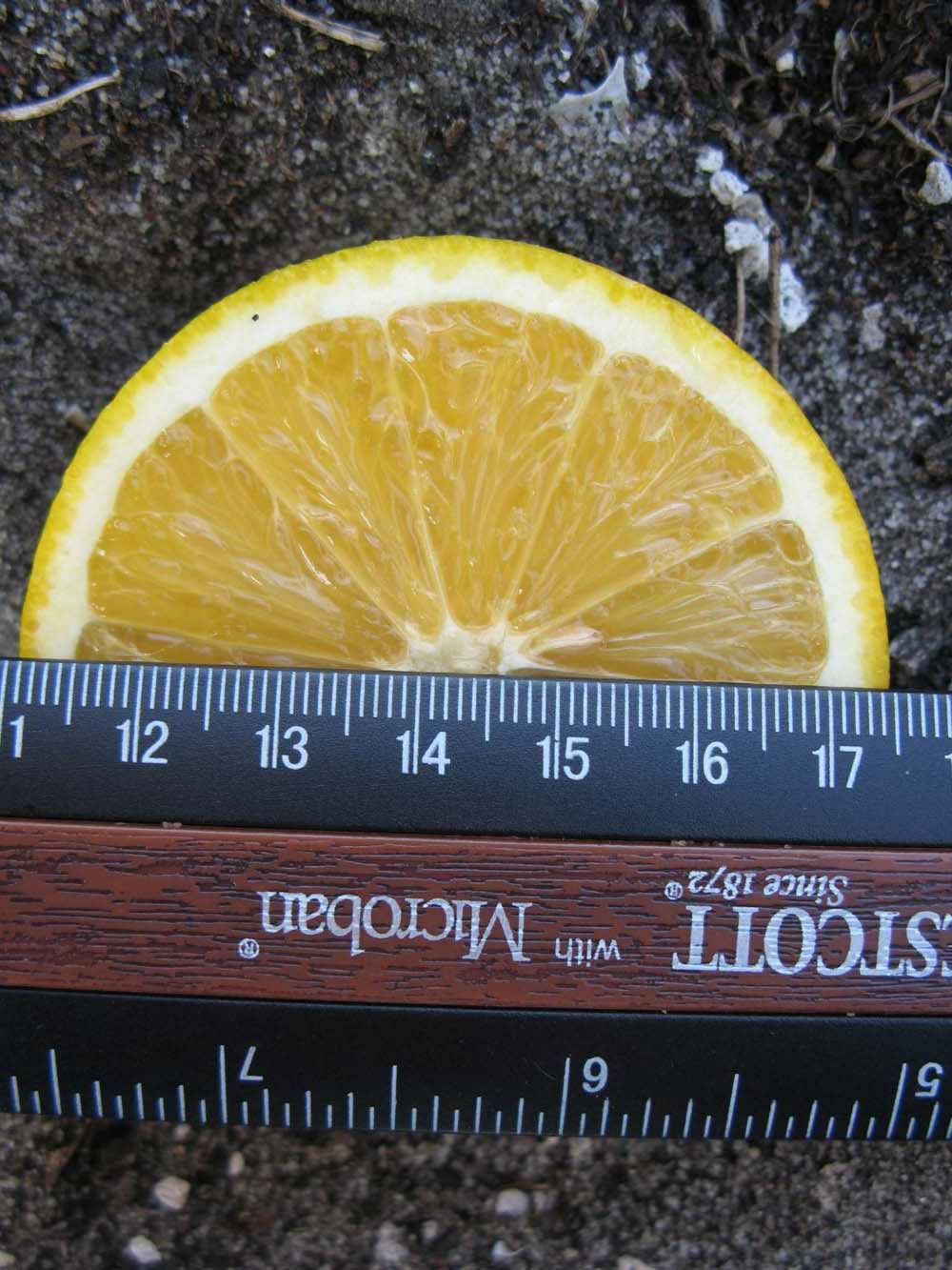            Fruit cross-section (Winter Haven, FL)   